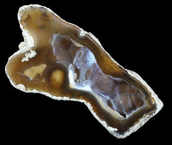 Agatized Fossil Coral Geode - Florida #51191